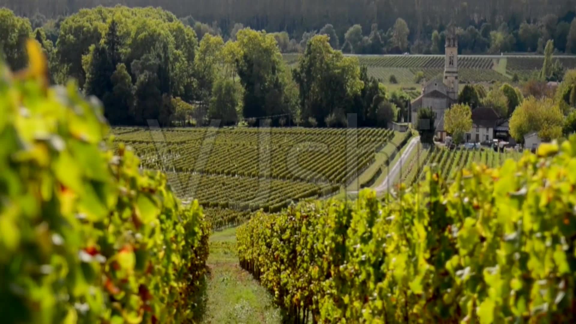 金东四川中国白酒金三角川酒品牌运营发展股份有限公司_酒文化如何发展旅游_文化体制改革与文化文化产业政策发展