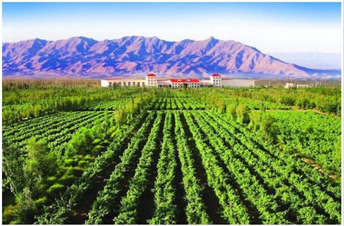 文化体制改革与文化文化产业政策发展_金东四川中国白酒金三角川酒品牌运营发展股份有限公司_酒文化如何发展旅游