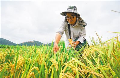 黎族的历史文化_黎族酒文化_黎族文化三进校园