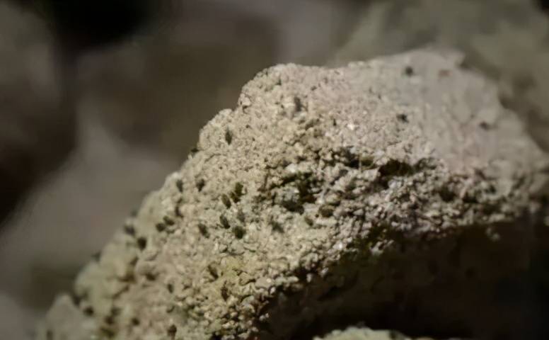 曲子酒放卤水_曲子酒 品牌_一个酒曲子可以做几斤米酒