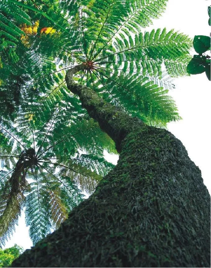 来五指山必打卡特色黎族村寨，体验别样风情！