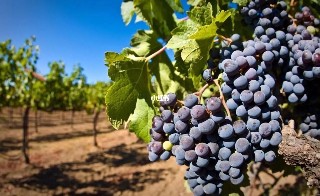 大梁酒庄种买酒存酒_大梁酒庄品牌酒_大梁酒庄品牌酒