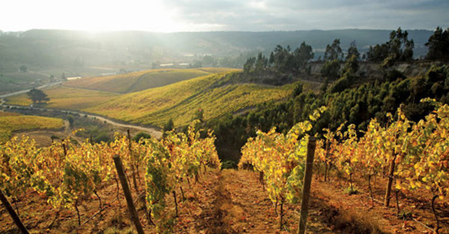 大梁酒庄种买酒存酒_大梁酒庄品牌酒_大梁酒庄品牌酒