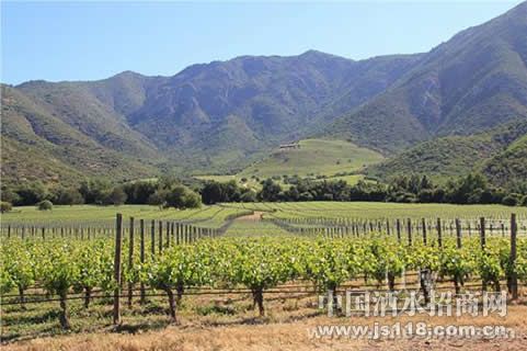 大梁酒庄品牌酒_大梁酒庄品牌酒_大梁酒庄种买酒存酒