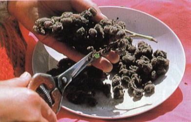 贵腐酒品牌_贵腐酒品牌_拉菲酒庄生产贵腐酒