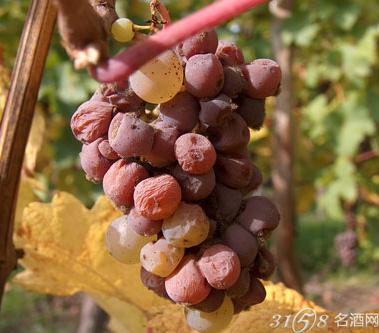 拉菲酒庄生产贵腐酒_贵腐酒品牌_贵腐酒品牌