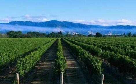 茶淀葡萄文化旅游节_宾川葡萄文化旅游节_世界葡萄酒文化