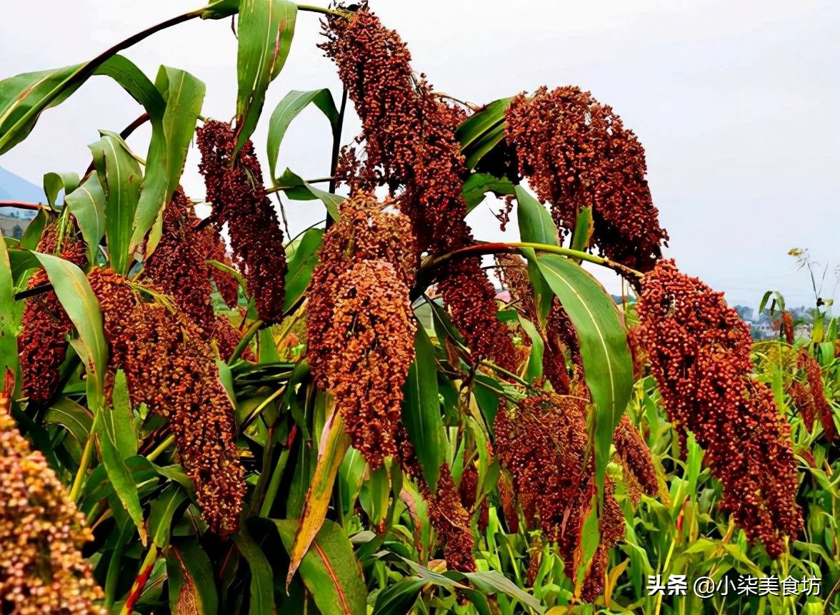 买白酒，甭管啥牌子，只要瓶身有这“2记号”，再便宜也是纯粮酒