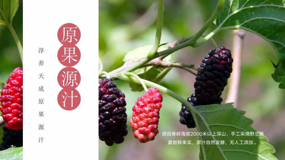 陕菜探秘之旅走进葚皇本草 野生桑葚产品健康养生理念打动众人