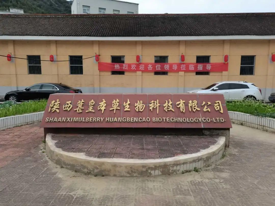 陕菜探秘之旅走进葚皇本草 野生桑葚产品健康养生理念打动众人