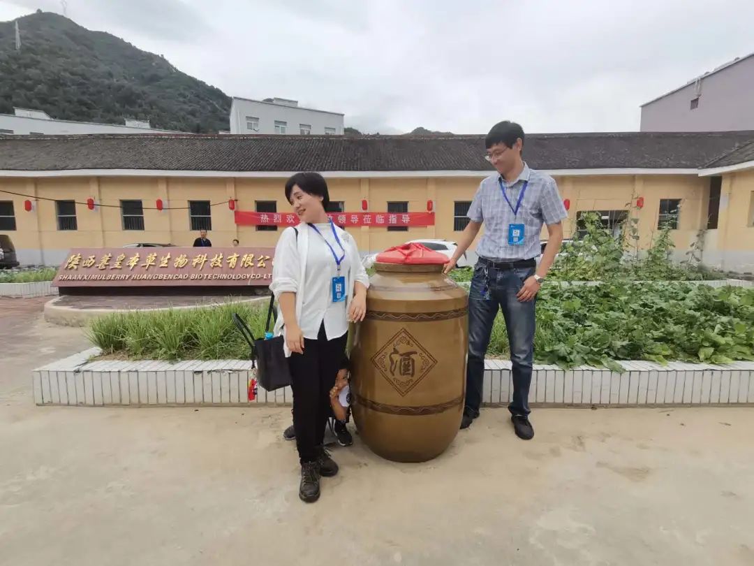 陕菜探秘之旅走进葚皇本草 野生桑葚产品健康养生理念打动众人