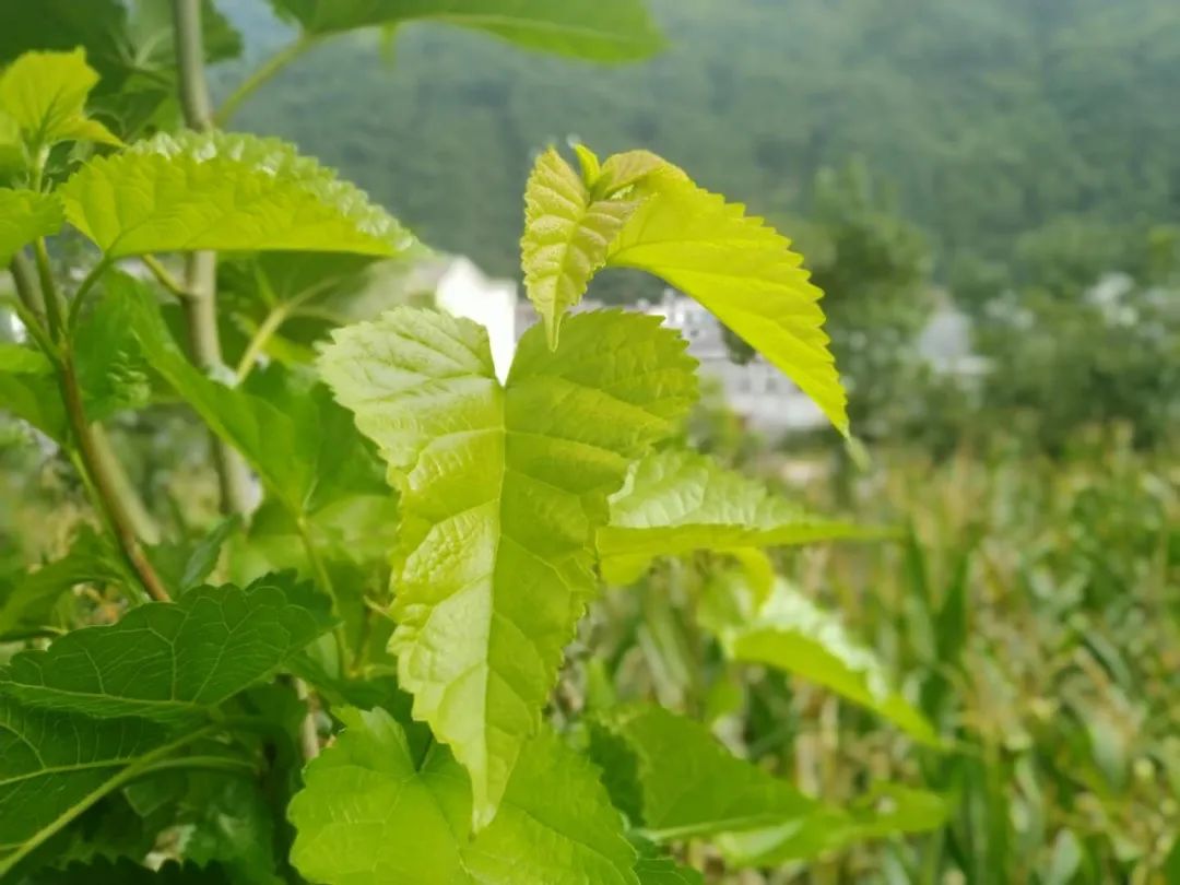 陕菜探秘之旅走进葚皇本草 野生桑葚产品健康养生理念打动众人