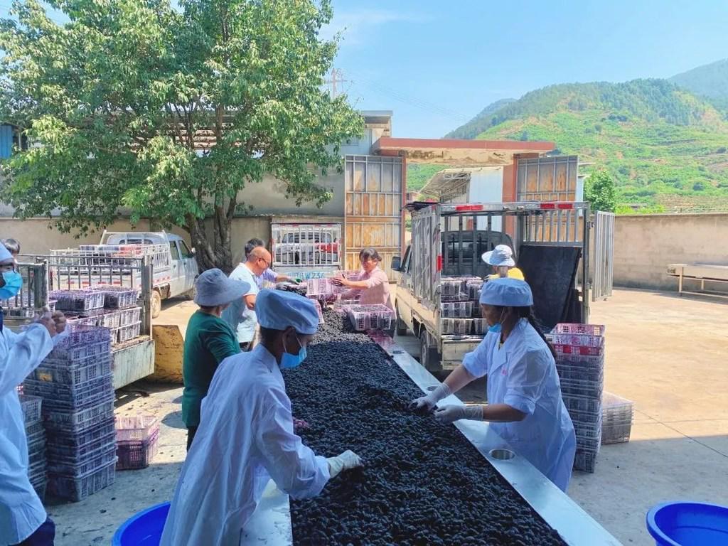 地企紧密合作，“娇气”桑葚成带动村民致富“金果果”