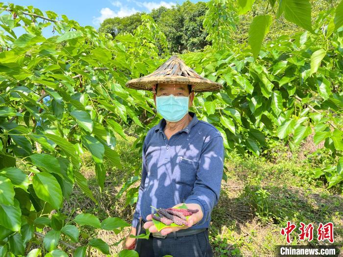 福建长泰：桑葚果种出甜蜜致富路