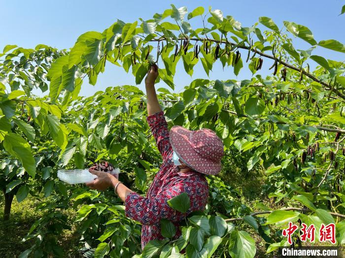 福建长泰：桑葚果种出甜蜜致富路