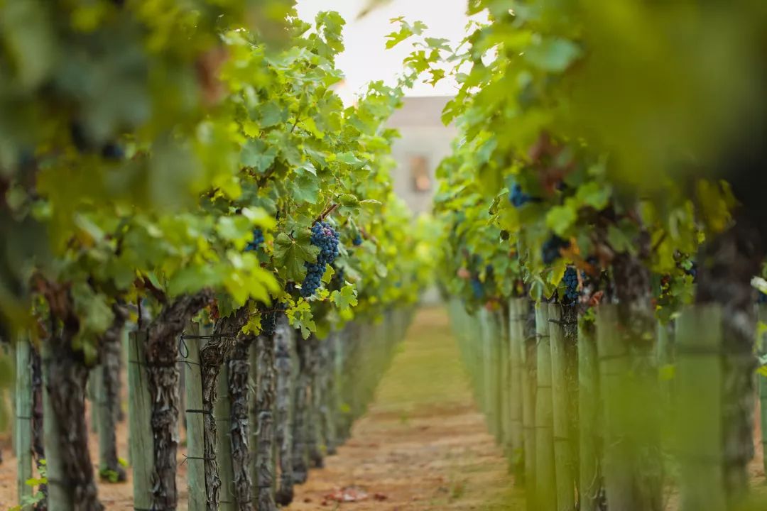 中西幽默文化短片_中西葡萄酒文化_中西政治思想与政治文化