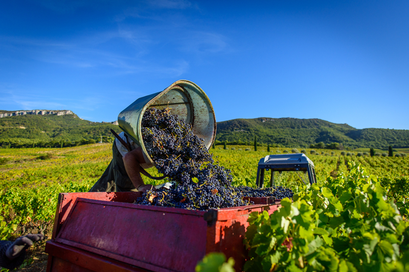 中西葡萄酒文化_华东百利酒庄赤霞珠红葡萄价格酒_中西政治思想与政治文化