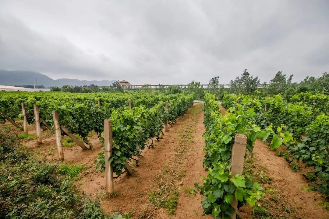 北京国际葡萄酒文化产业园_北京国际文化创意产业_北京郎园文化创意园