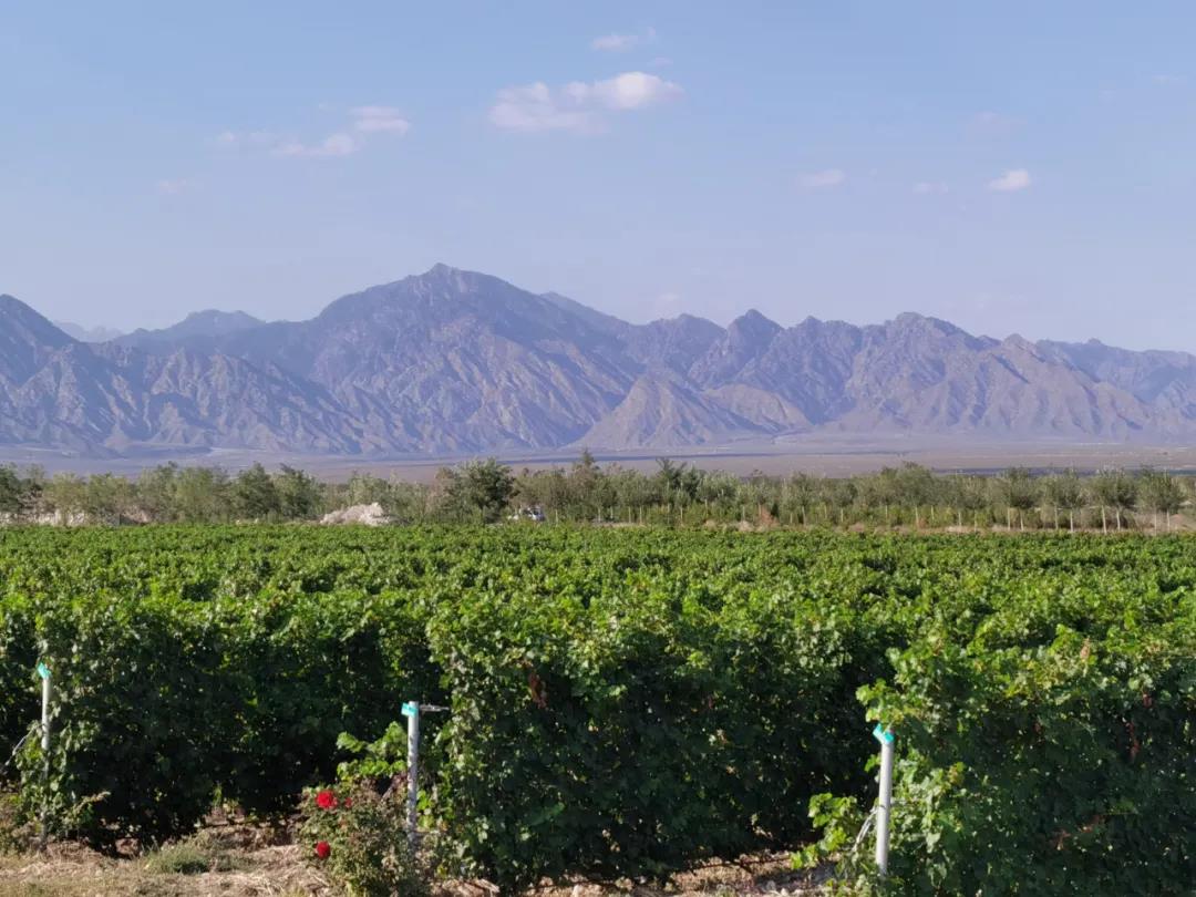 论酒驾入刑论文_论中国葡萄酒文化论文_论南海问题的中国立场及策略论文