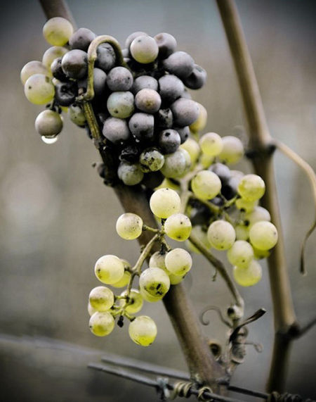 被贵腐霉感染也是一种幸运