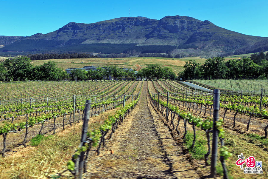雪莉酒品牌_雪莉酒品牌_雪莉酒排名