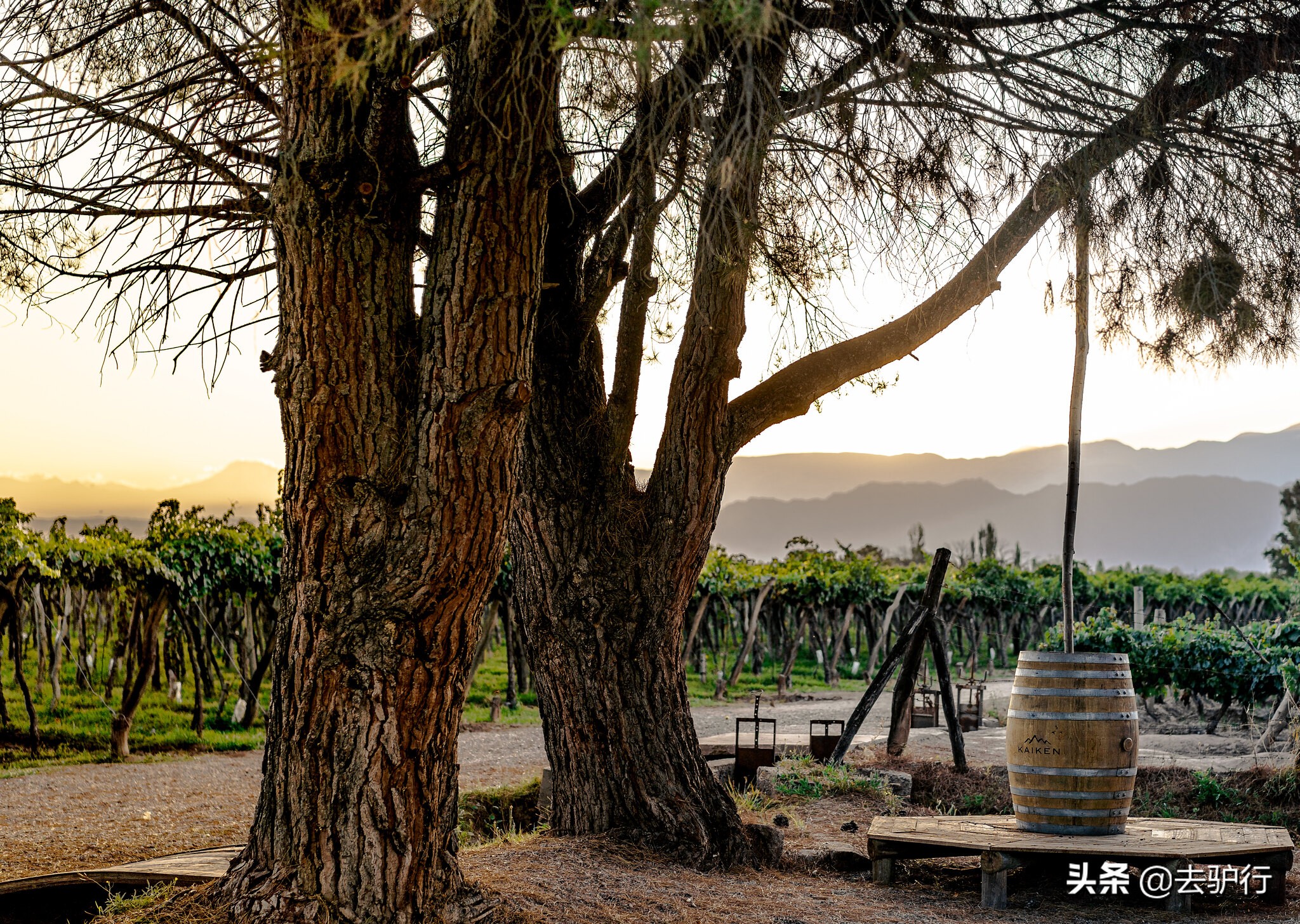 酒能玩出什么名堂？法国这个家族，靠红酒成为了亿万美金的豪门