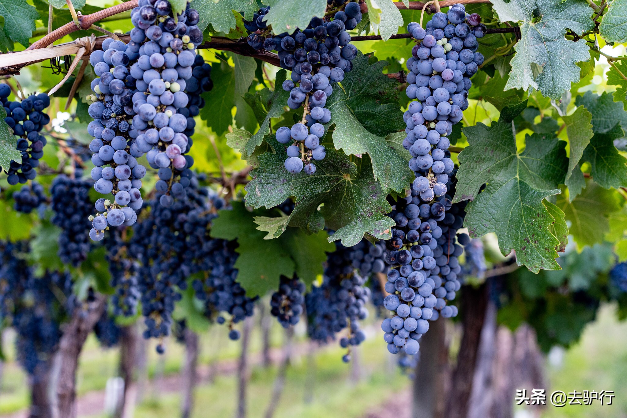 酒能玩出什么名堂？法国这个家族，靠红酒成为了亿万美金的豪门