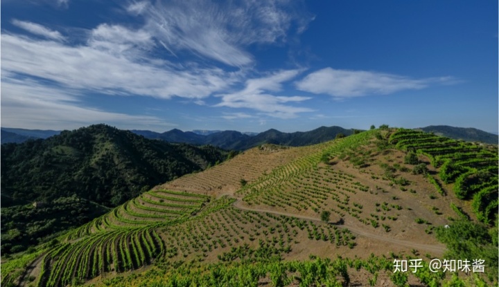 红酒塞掉酒里了怎么办_西班牙红酒酒塞有哪些品牌_红酒带木酒塞好还是真空酒塞好