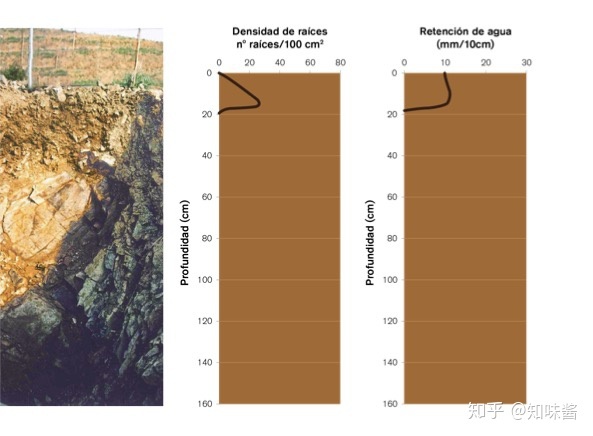 西班牙红酒酒塞有哪些品牌_红酒塞掉酒里了怎么办_红酒带木酒塞好还是真空酒塞好