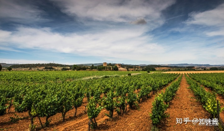 红酒带木酒塞好还是真空酒塞好_西班牙红酒酒塞有哪些品牌_红酒塞掉酒里了怎么办