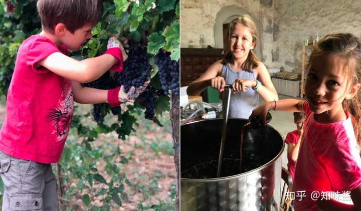 红酒带木酒塞好还是真空酒塞好_西班牙红酒酒塞有哪些品牌_红酒塞掉酒里了怎么办