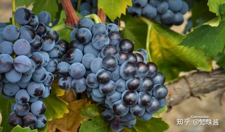 红酒塞掉酒里了怎么办_红酒带木酒塞好还是真空酒塞好_西班牙红酒酒塞有哪些品牌