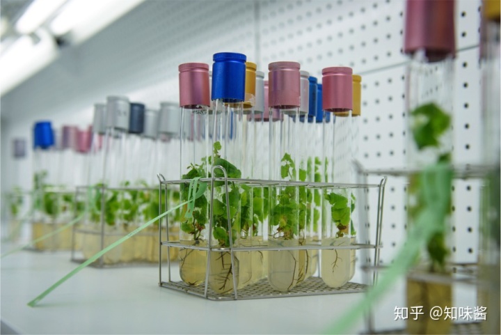 红酒塞掉酒里了怎么办_红酒带木酒塞好还是真空酒塞好_西班牙红酒酒塞有哪些品牌