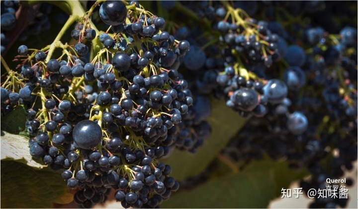 红酒塞掉酒里了怎么办_西班牙红酒酒塞有哪些品牌_红酒带木酒塞好还是真空酒塞好