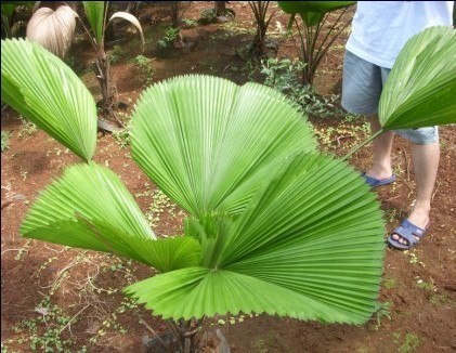 中国葡萄酒文化_彭祖文化葡萄圈子_酒葡萄图片