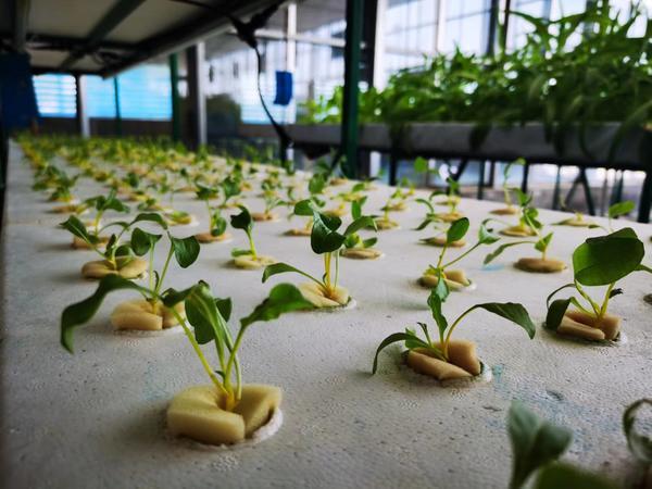 酒文化小故事_中艺财富文化酒_小村外酒奖品十斤酒图片