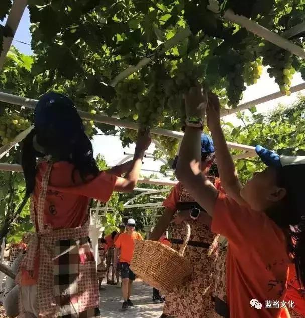 宁夏葡萄酒文化论文_地方酒俗文化论文_宁夏葡萄酒局