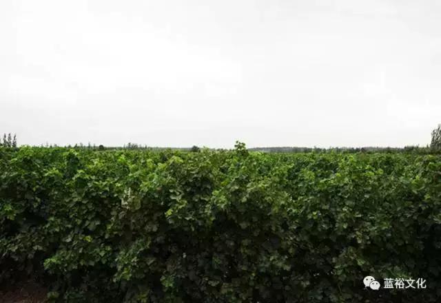 宁夏葡萄酒局_宁夏葡萄酒文化论文_地方酒俗文化论文