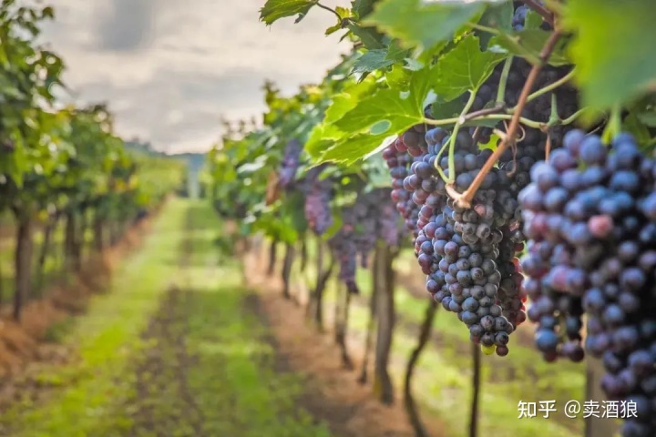 宁夏哪个品牌葡萄酒好_宁夏葡萄酒文化论文_宁夏四大酿酒葡萄产区