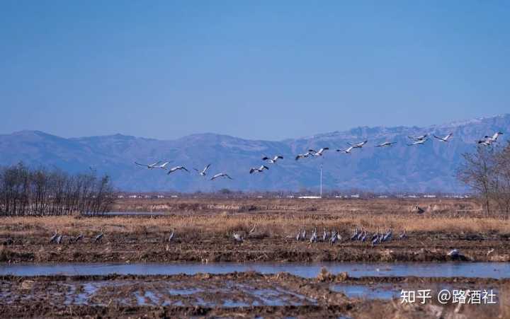 地方酒俗文化论文_宁夏葡萄酒文化_宁夏葡萄酒文化论文