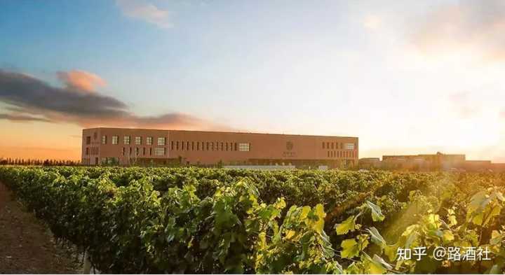 宁夏葡萄酒文化_宁夏葡萄酒文化论文_地方酒俗文化论文