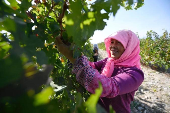 宁夏葡萄酒文化论文_葡萄酒文化文化论文_地方酒俗文化论文