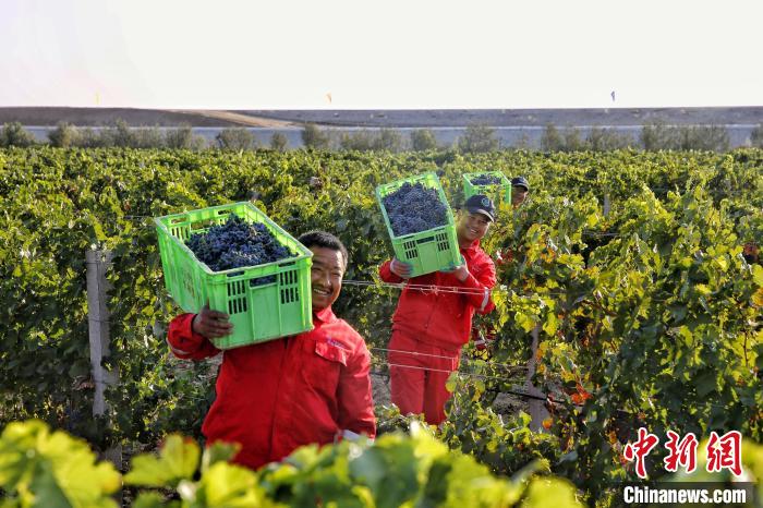 葡萄酒文化文化论文_地方酒俗文化论文_宁夏葡萄酒文化论文