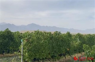 宁夏葡萄酒文化论文_地方酒俗文化论文_葡萄酒文化文化论文