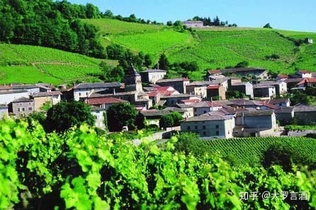 法国培育葡萄酒文化_培育乡贤文化实施方案_葡萄品种培育