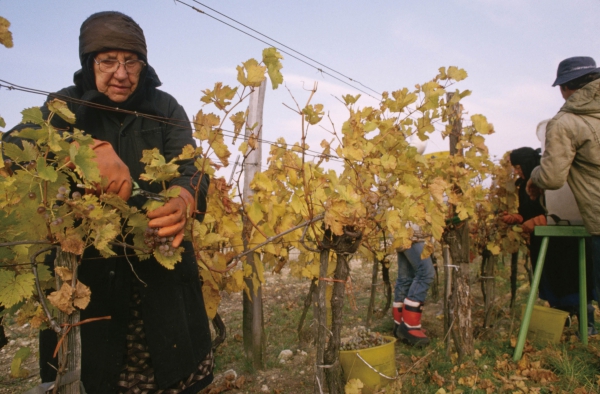 培育乡贤文化实施方案_葡萄品种培育_法国培育葡萄酒文化