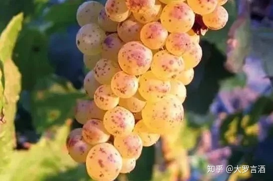 葡萄品种培育_法国培育葡萄酒文化_培育乡贤文化实施方案