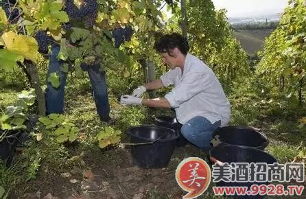 培育乡贤文化实施方案_法国培育葡萄酒文化_葡萄品种培育