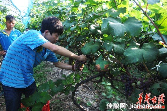 法国培育葡萄酒文化_葡萄品种培育_培育乡贤文化实施方案