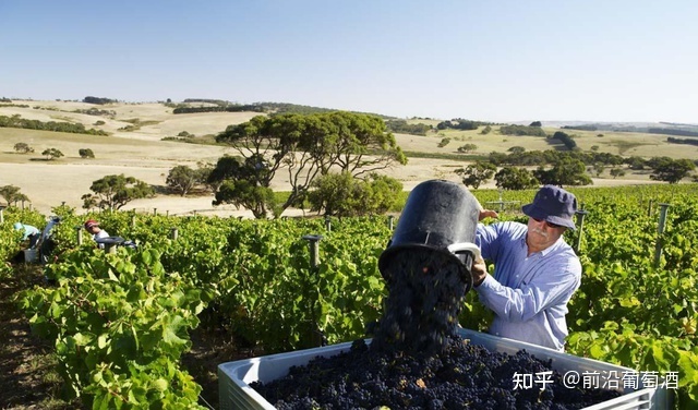 怎么培育葡萄幼苗_法国培育葡萄酒文化_银行服务文化培育